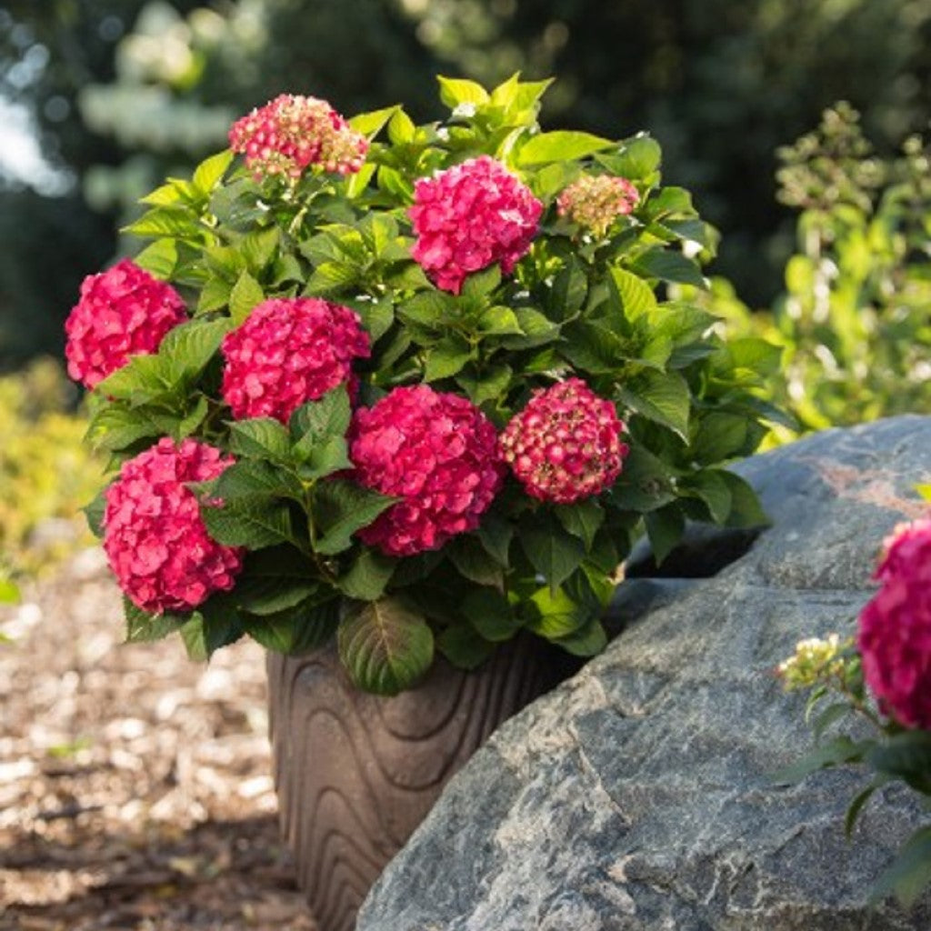 Endless Summer Summer Crush Hydrangea