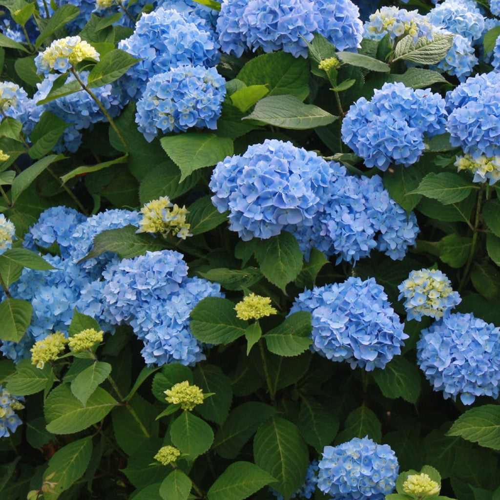 Summer Times Blue Hydrangea|Long blooming season from spring to summer