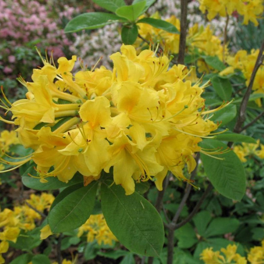 Sunny Side Up Aromi Azalea