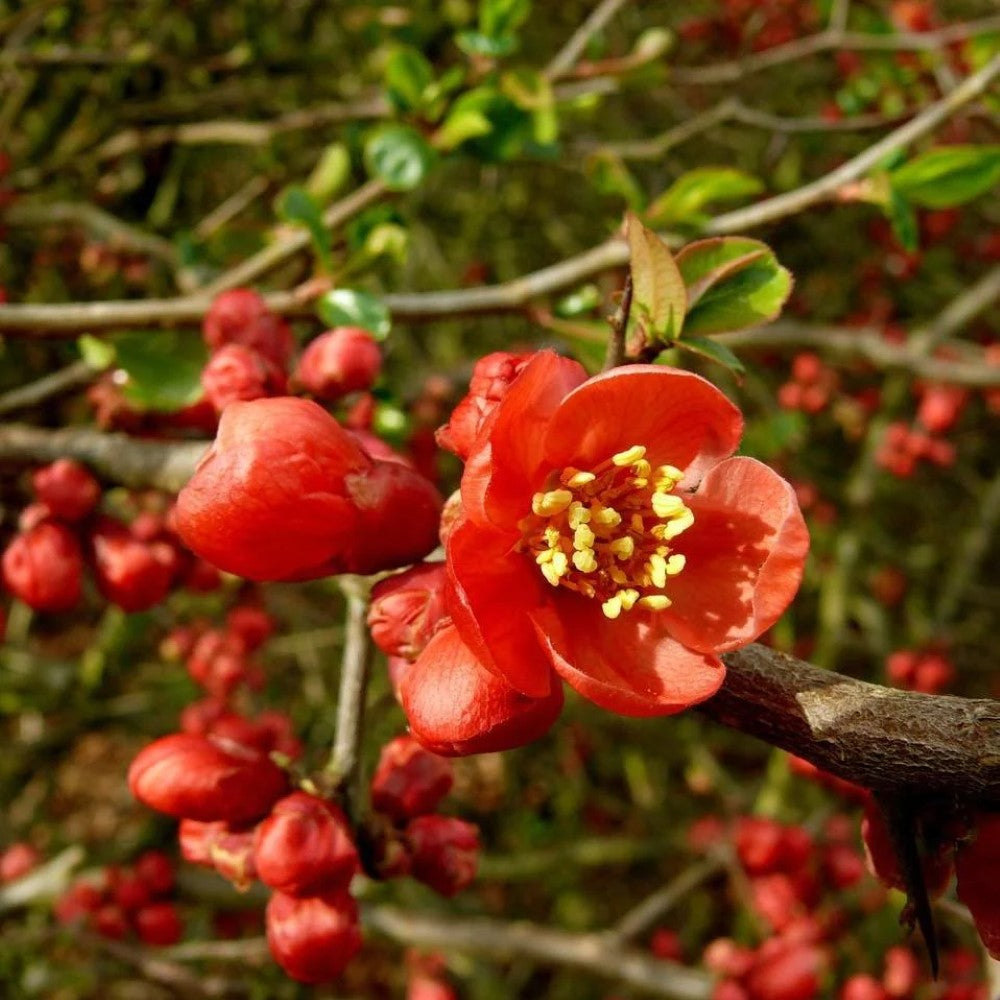 Superb Fusion Red Flowering Quince