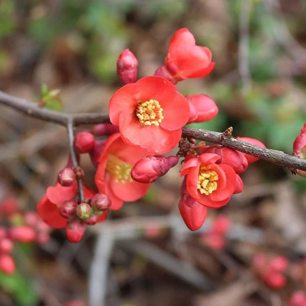 Superb Fusion Red Flowering Quince