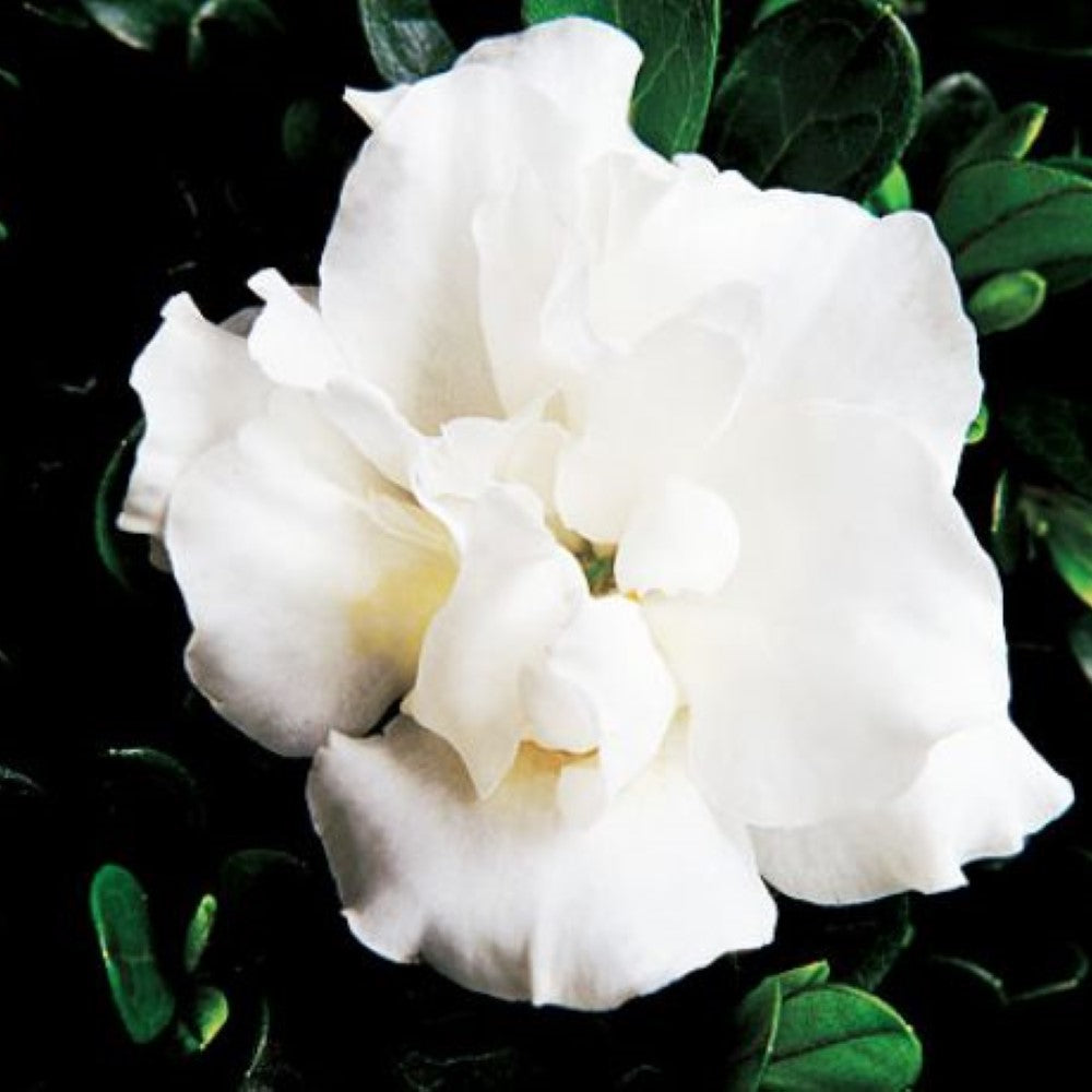 Swan Princess Gardenia