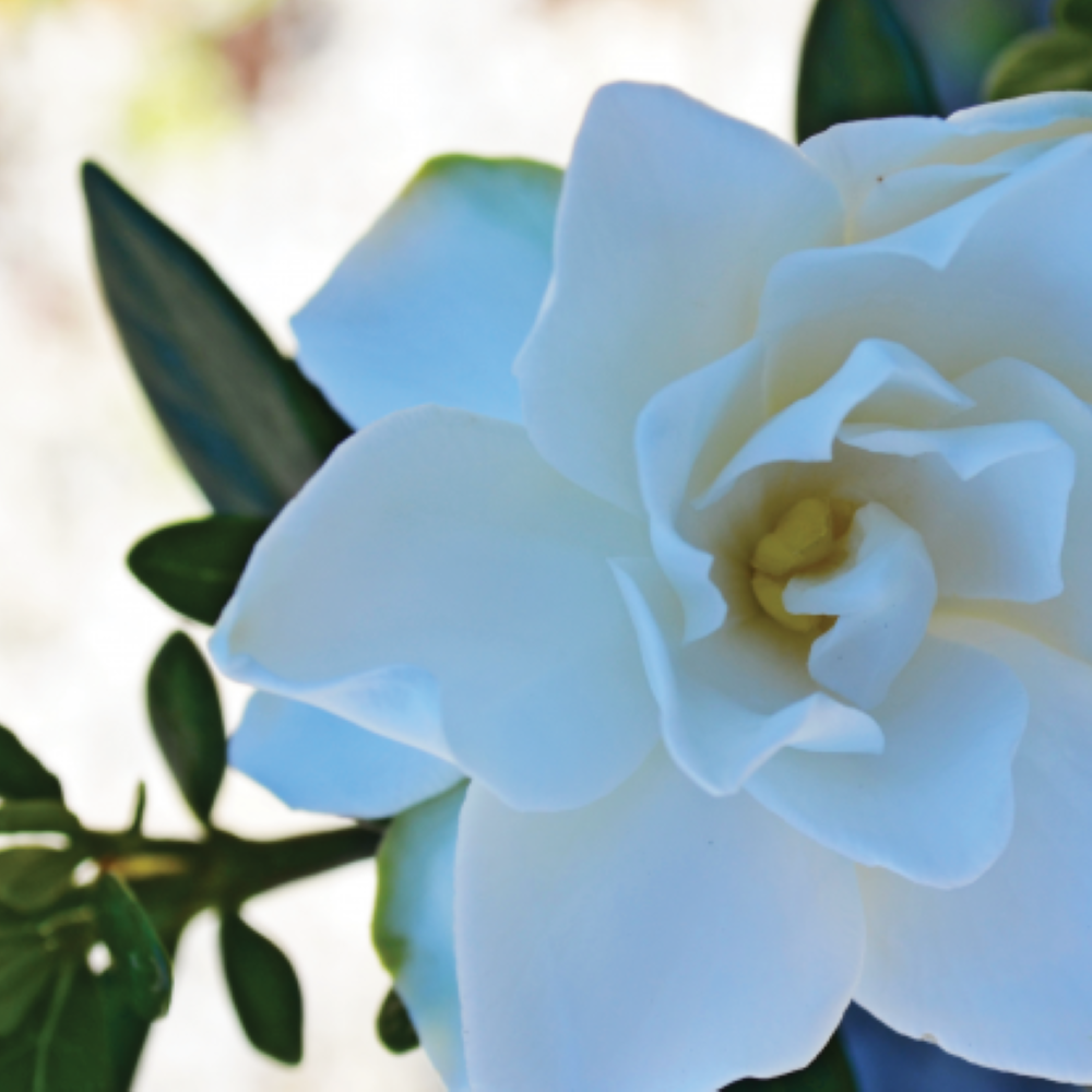 Swan Princess Gardenia