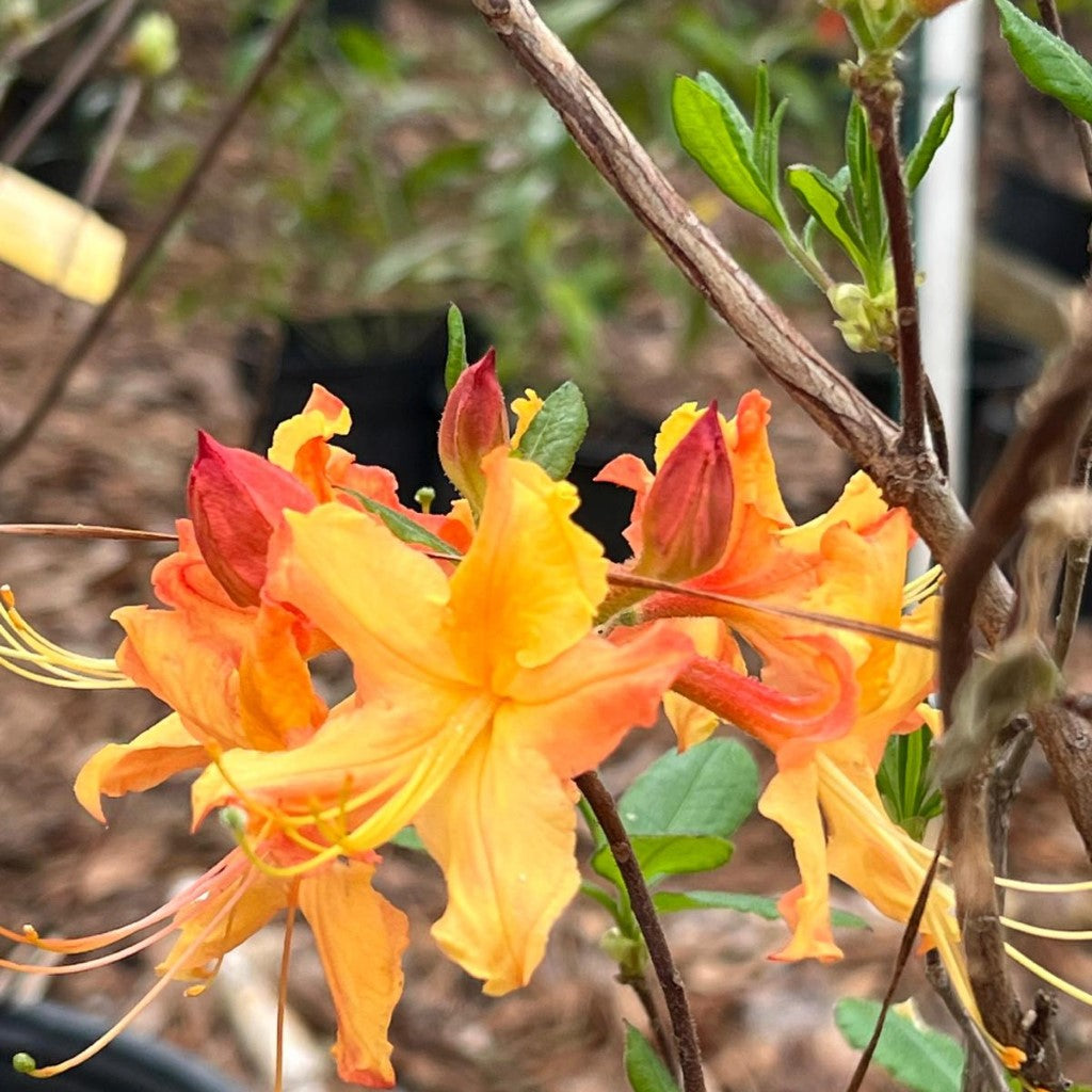 Rhododendron ' Talullah Sunrise'