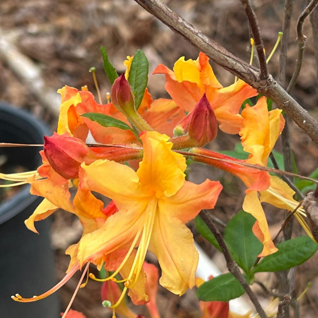 Rhododendron ' Talullah Sunrise'