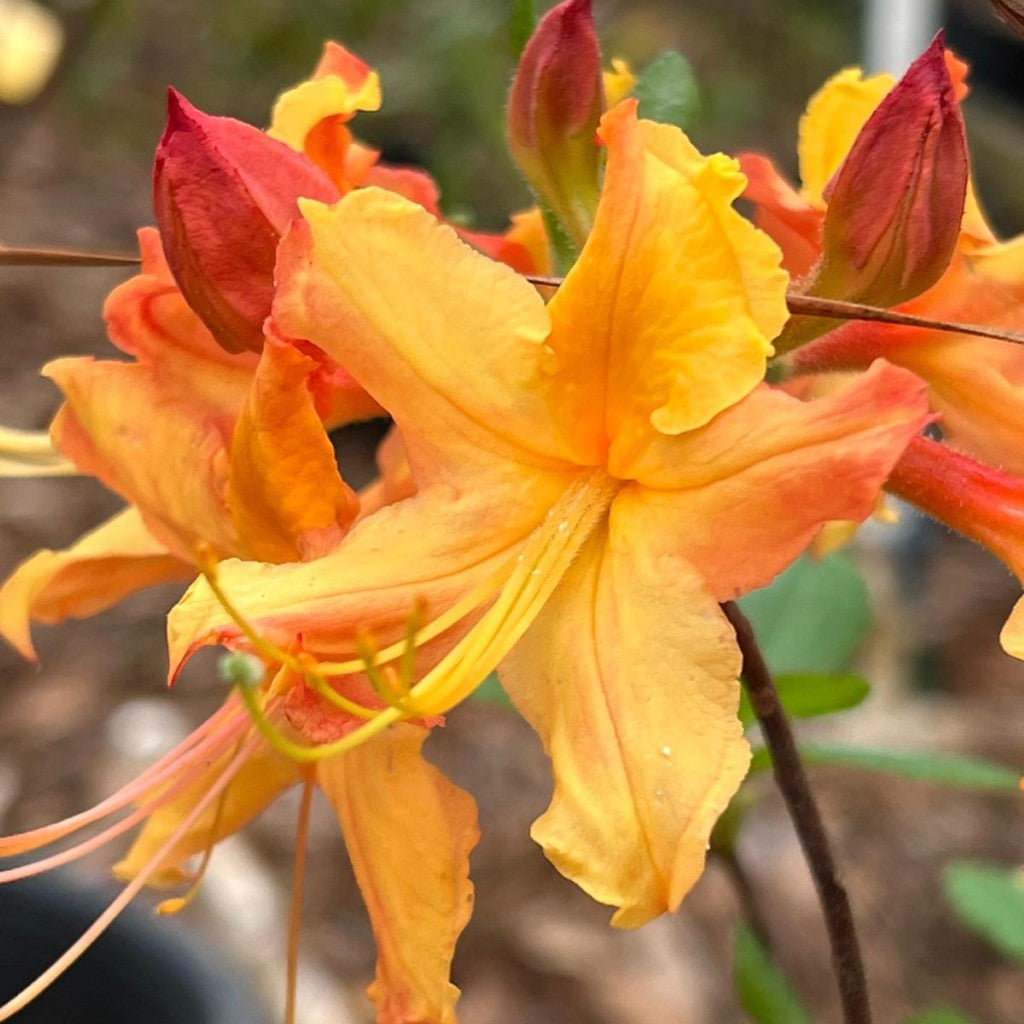 Rhododendron ' Talullah Sunrise'