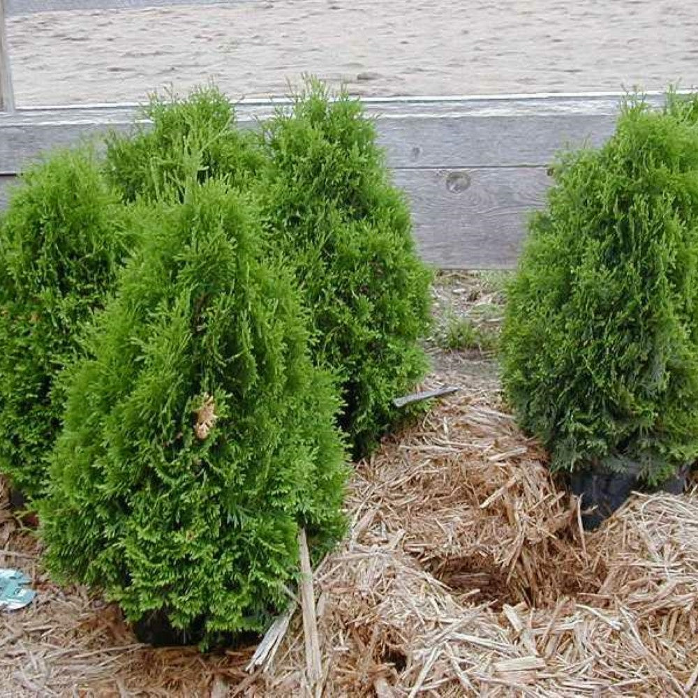 Thuja Holmstrup