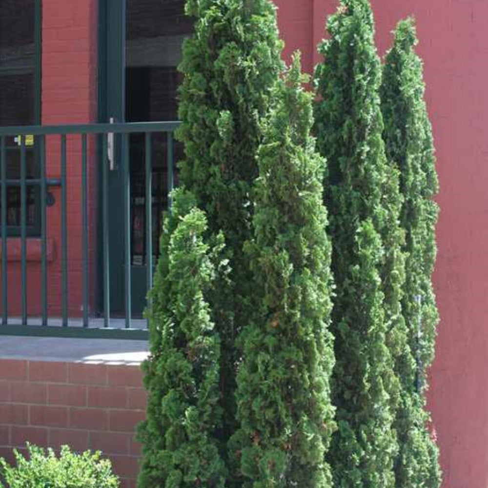 Degroot's Spire Thuja