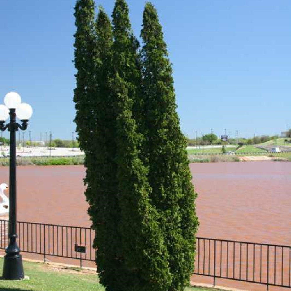 Degroot's Spire Thuja