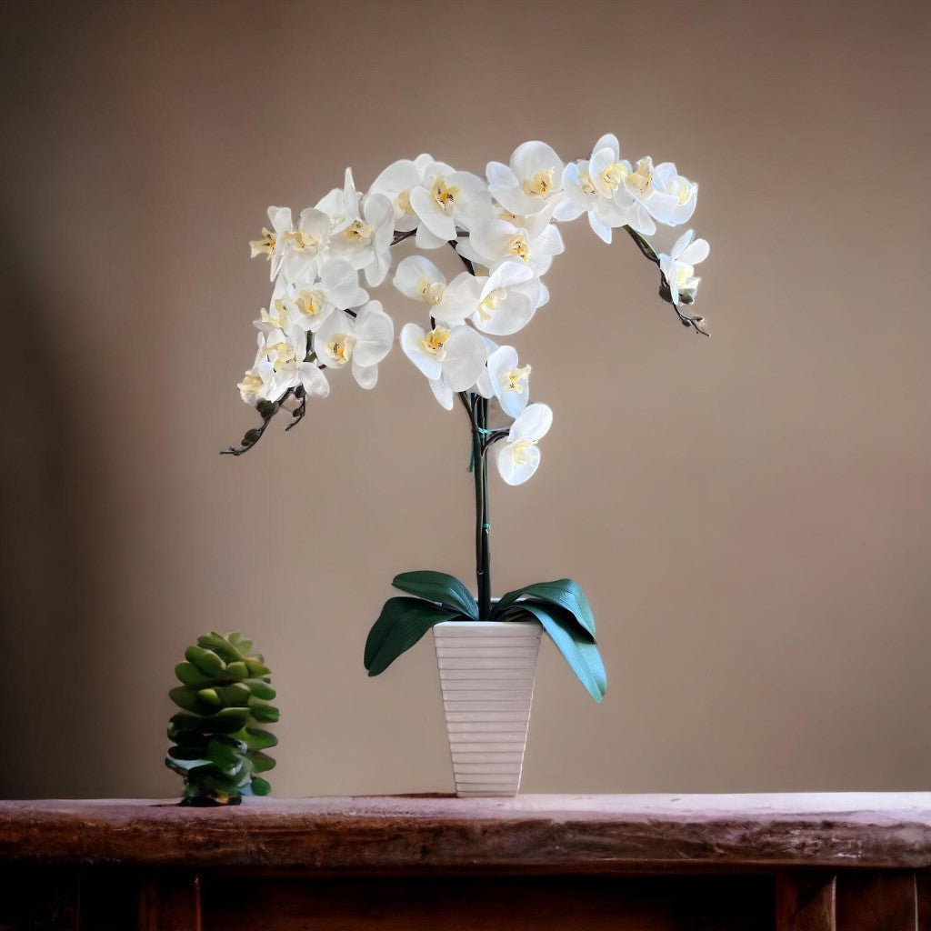 Stunning Orchids in White Triangular Pot