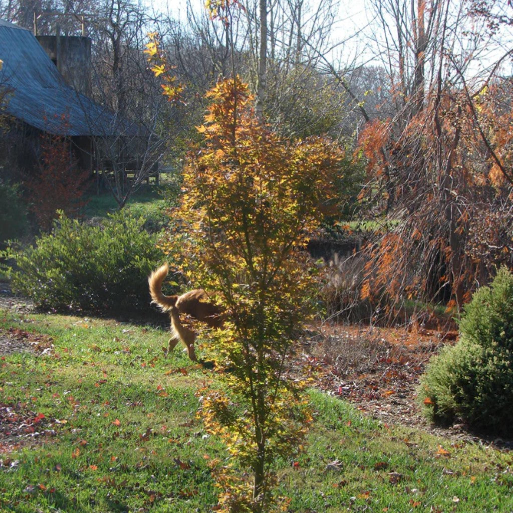 Acer palmatum 'Tsukasa Silhouette' Columnar Japanese Maple