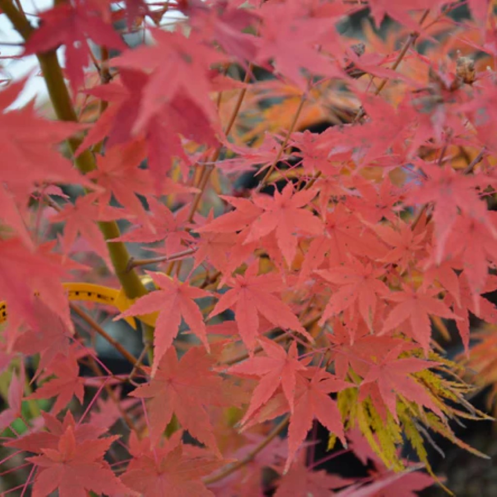 Acer palmatum 'Tsukasa Silhouette' Columnar Japanese Maple