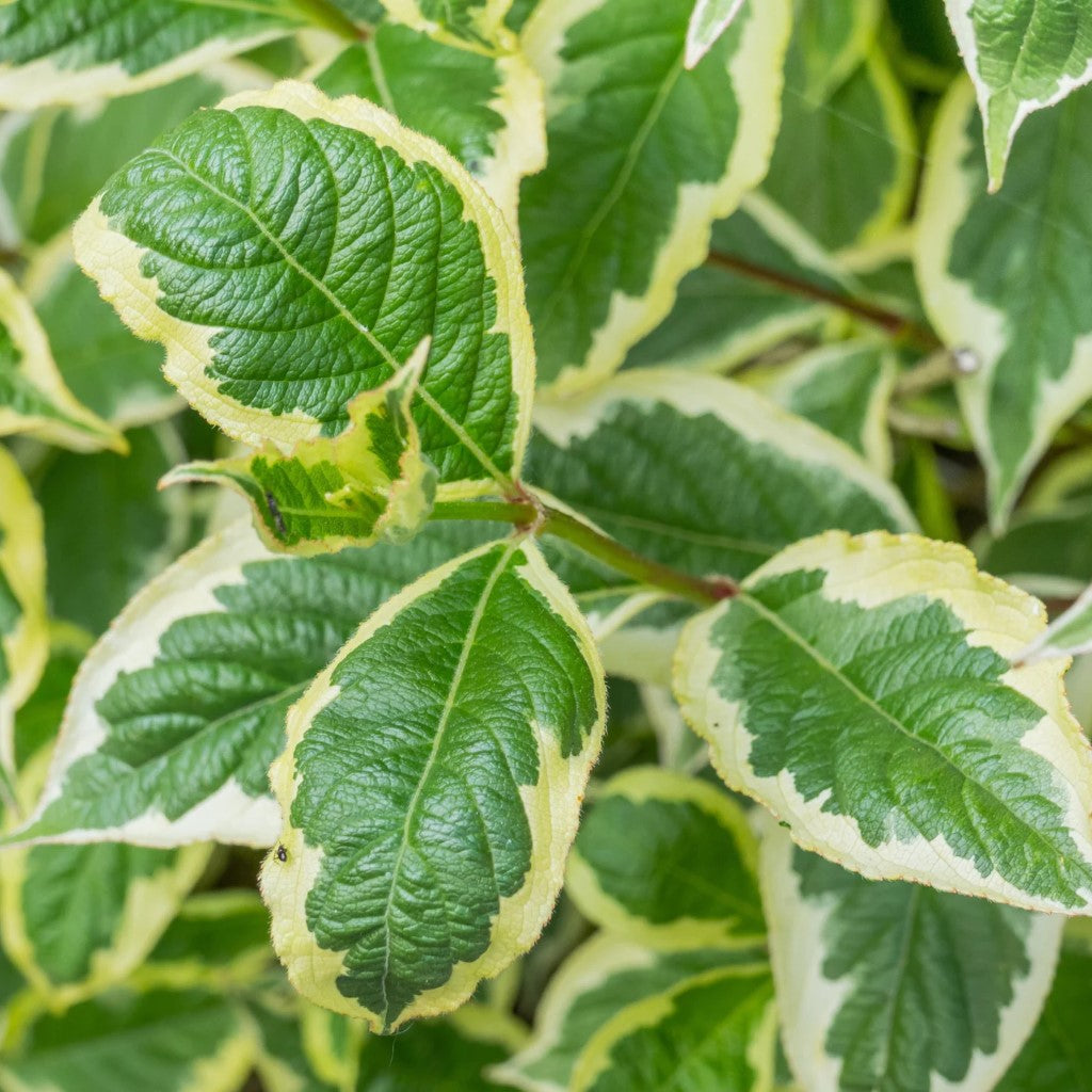 Variegated Weigela Tree