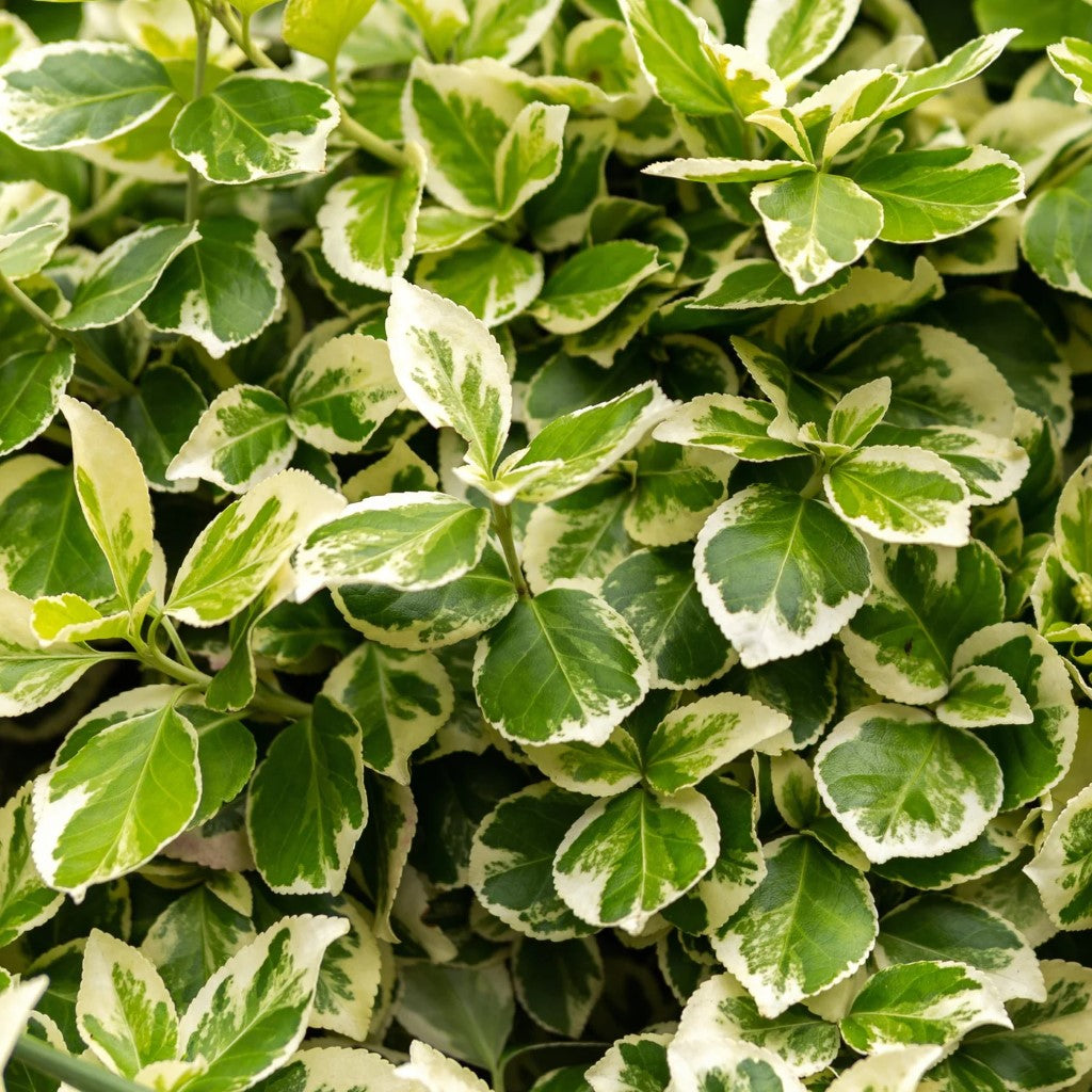 Variegated Weigela Tree