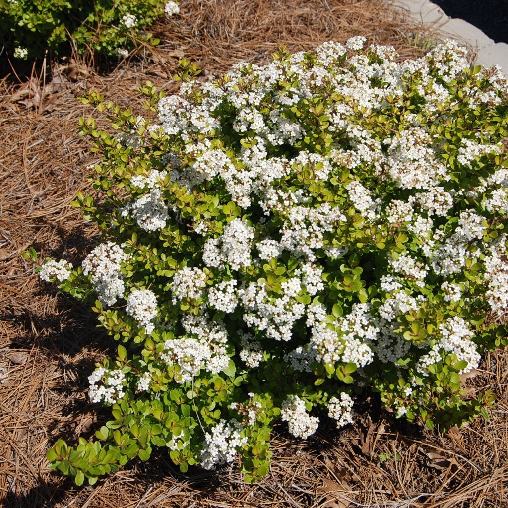 Mrs. Schiller's Delight Walter's Viburnum