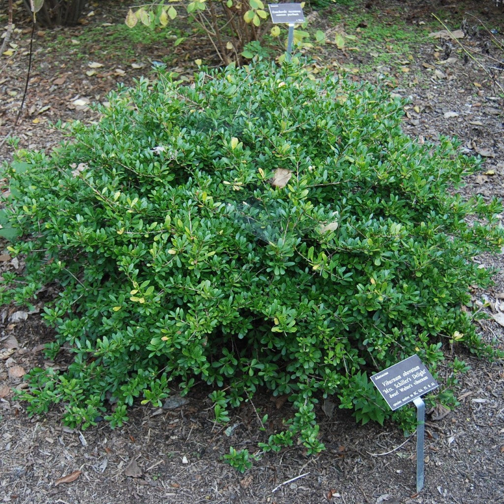 Mrs. Schiller's Delight Walter's Viburnum