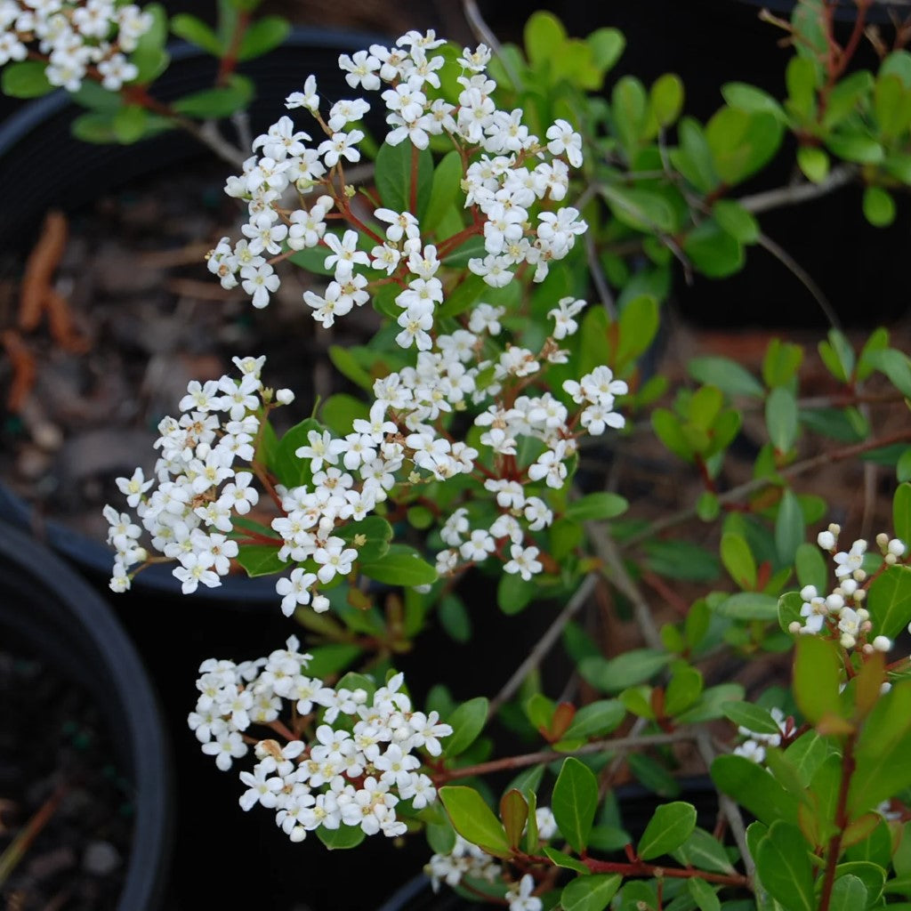 Mrs. Schiller's Delight Walter's Viburnum