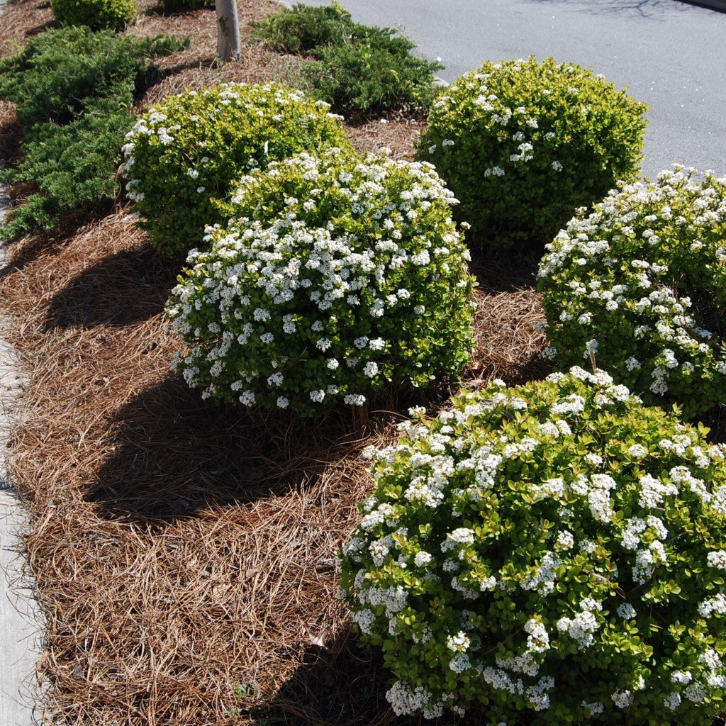 Mrs. Schiller's Delight Walter's Viburnum