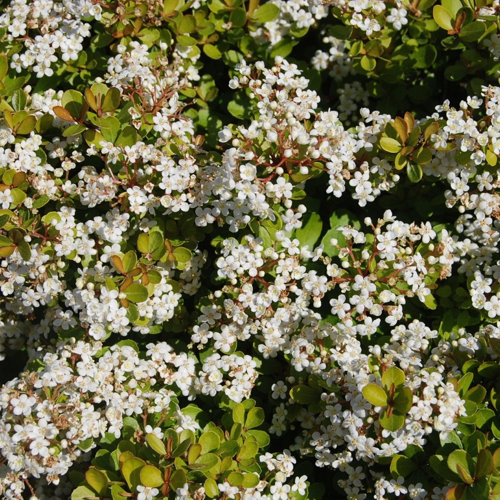 Mrs. Schiller's Delight Walter's Viburnum