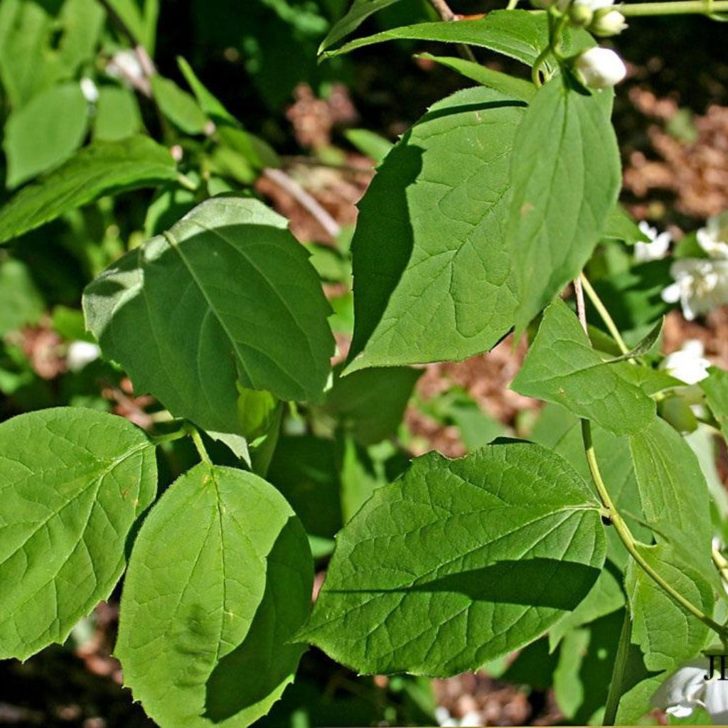 Virginal Mock Orange