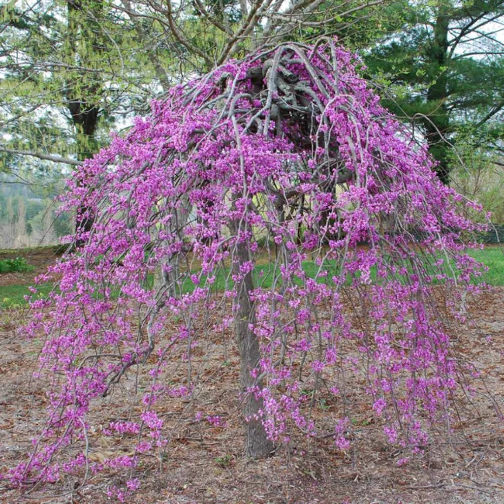 Lavender Twist Weeping Redbud  Tree