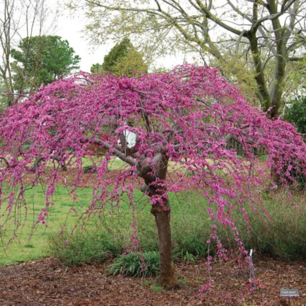 Weeping Redbud Tree