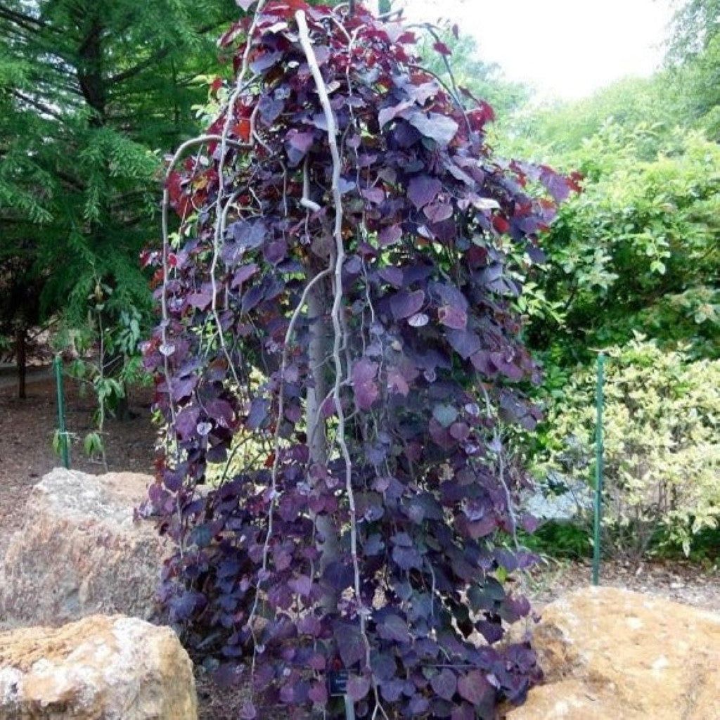 Ruby Falls Weeping Redbud Tree