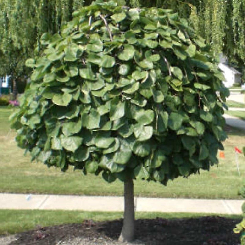 Lavender Twist Weeping Redbud  Tree