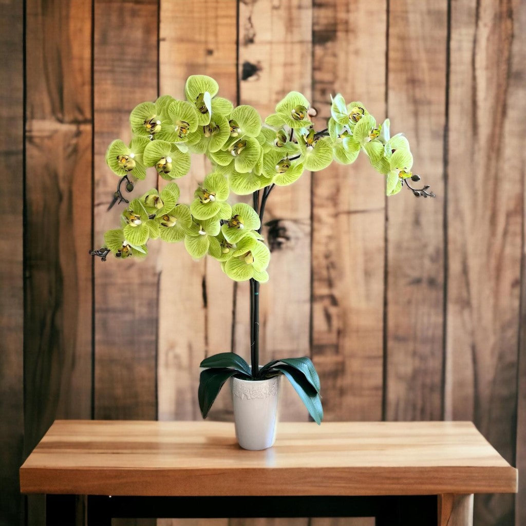 Stunning Orchids in White Conical Pot