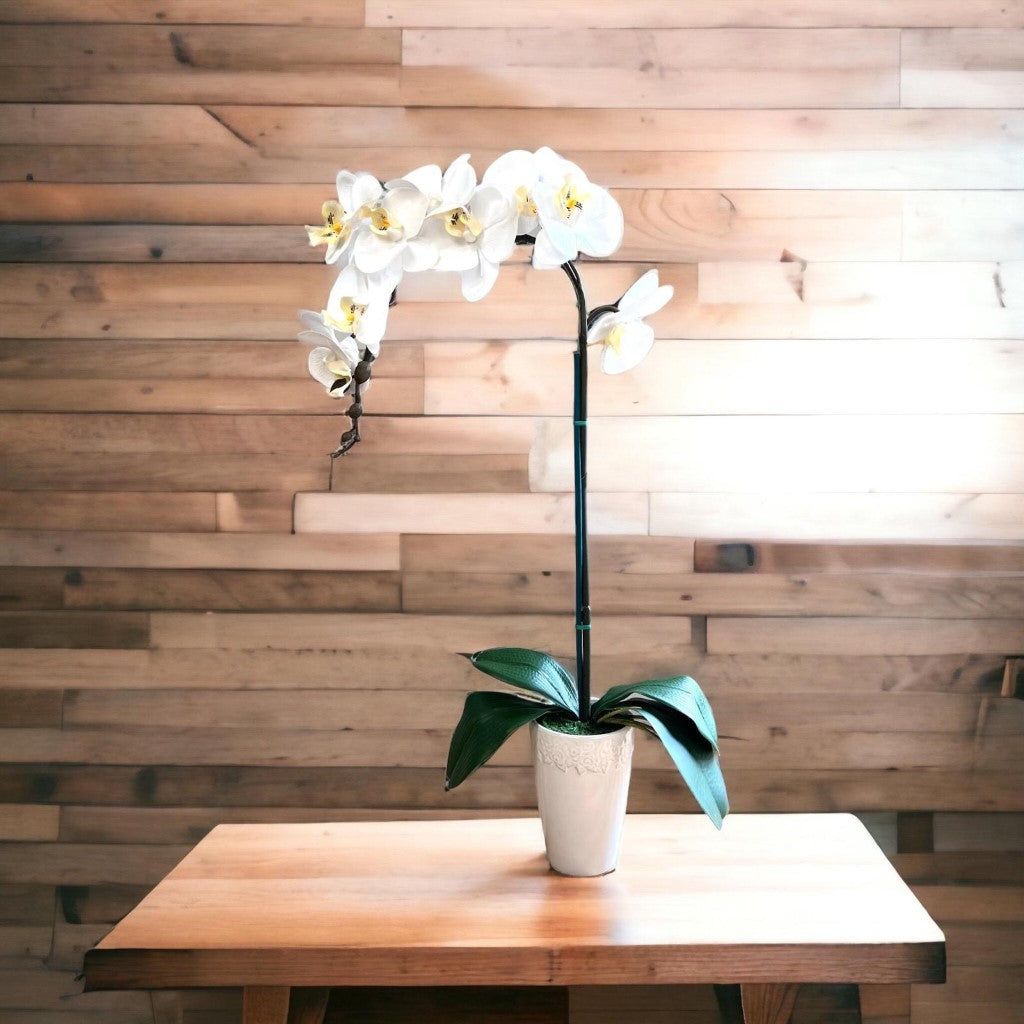 Stunning Orchids in White Conical Pot