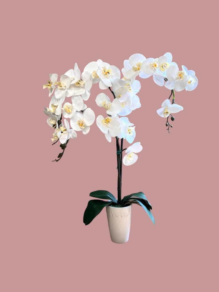 Stunning Orchids in White Conical Pot