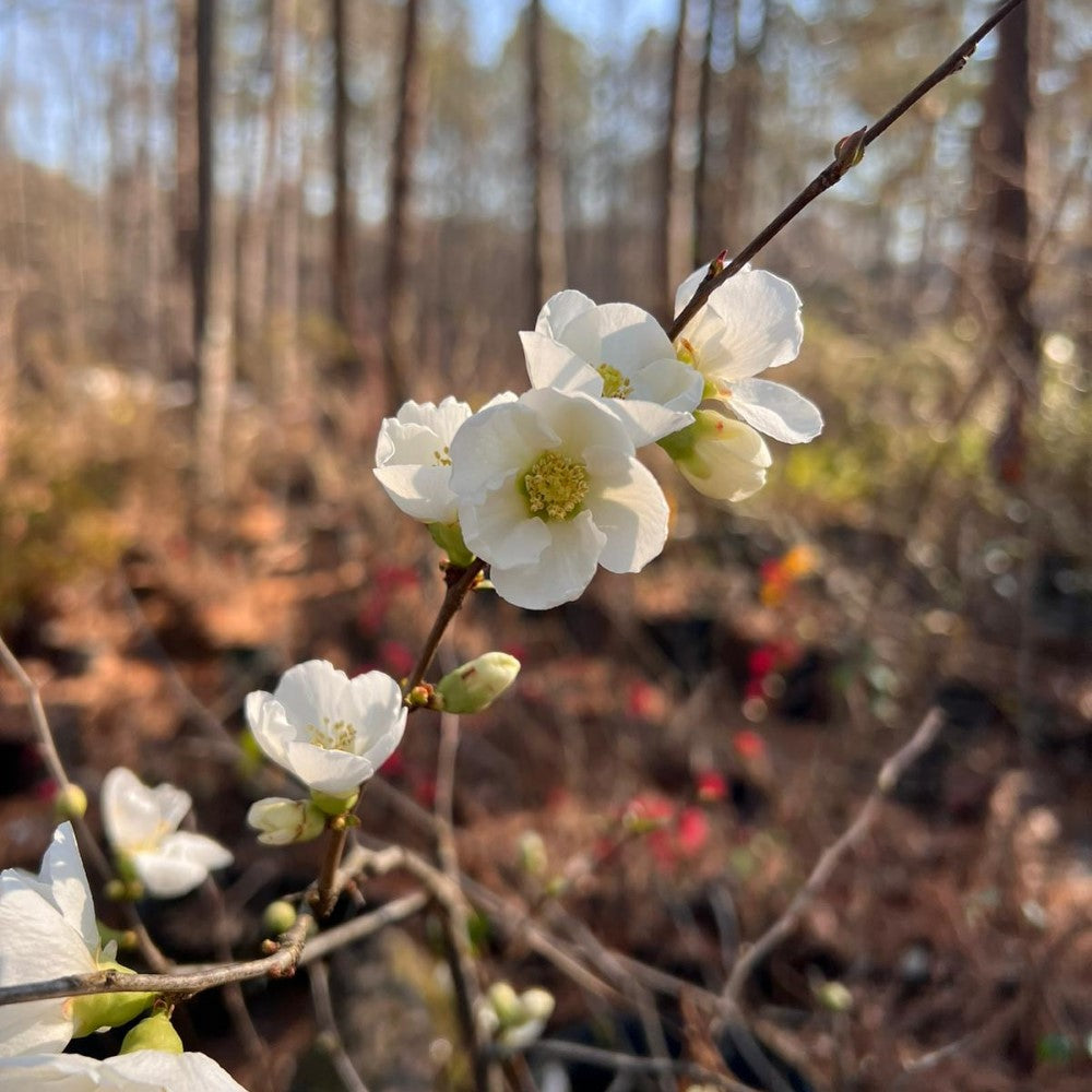 White Flowering Quince