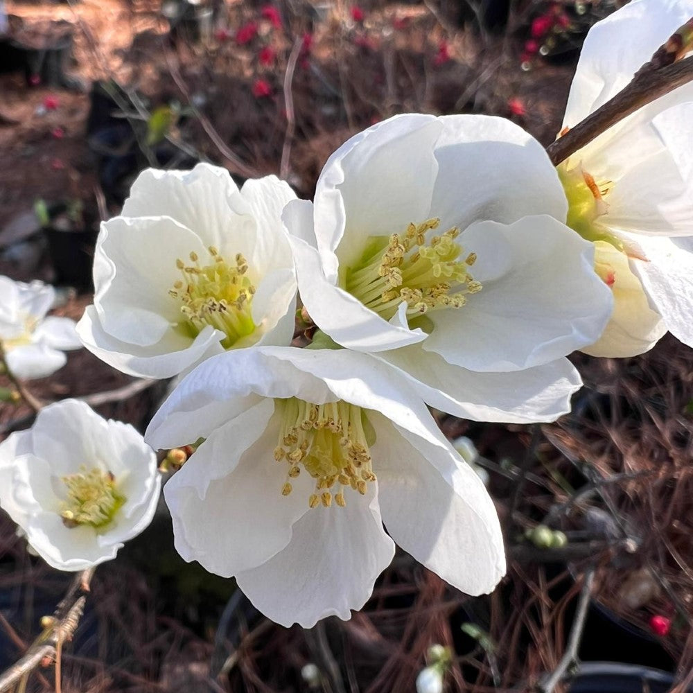 White Flowering Quince