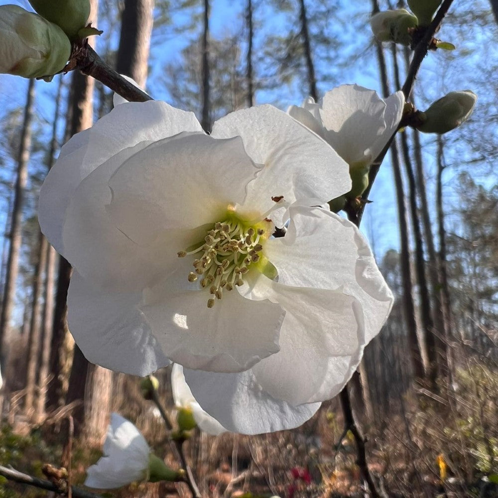 White Flowering Quince