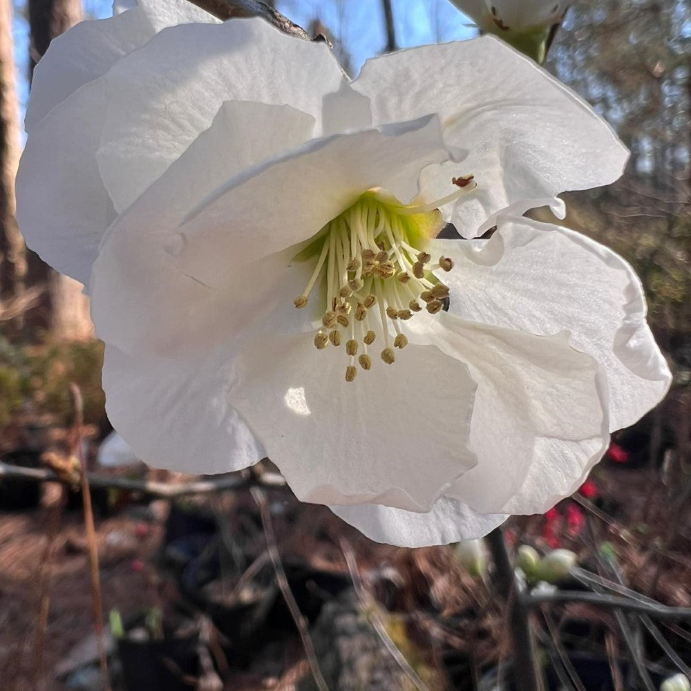 White Flowering Quince