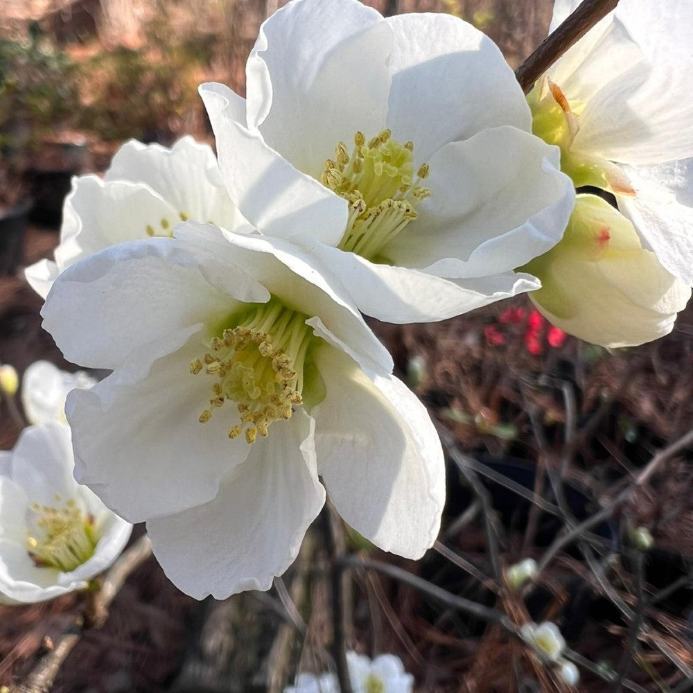 White Flowering Quince