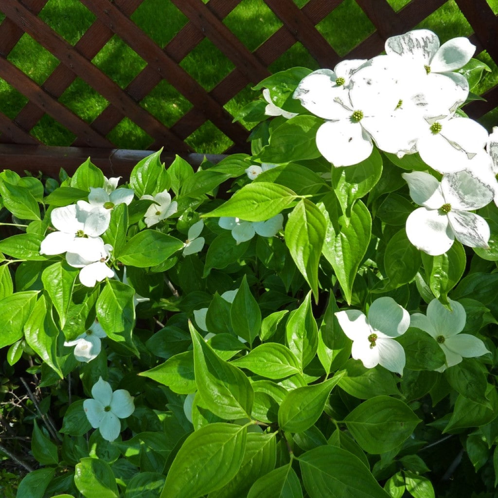 White Hybrid Dogwood