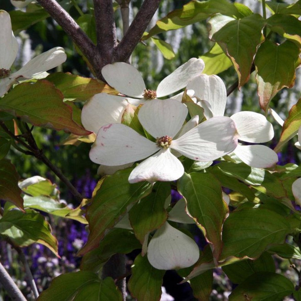 White Hybrid Dogwood