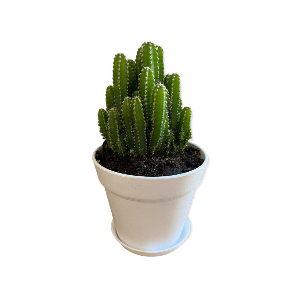 Gorgeous Live Fairy Cactus in Pot of your Choice