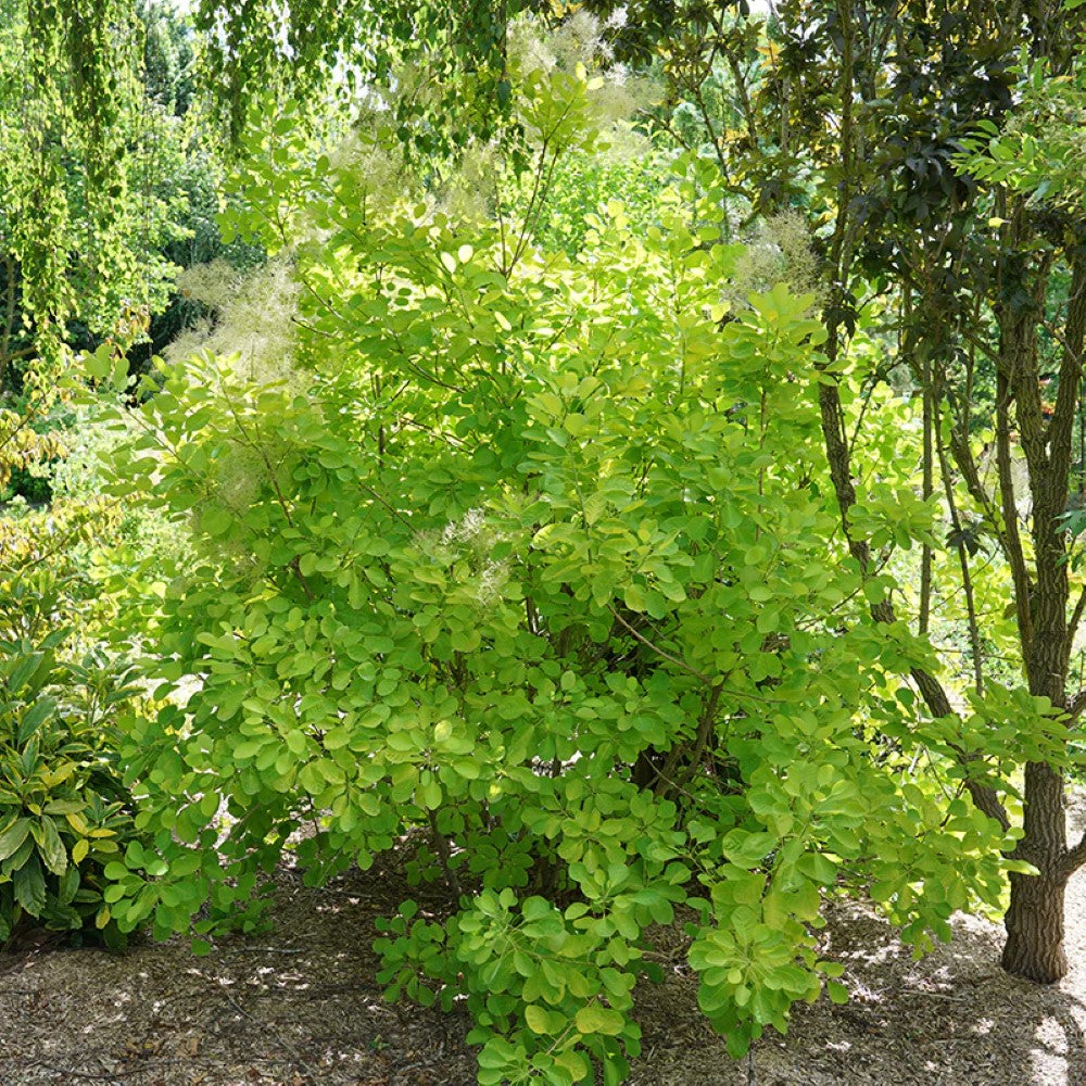 Winecraft Gold Smokebush