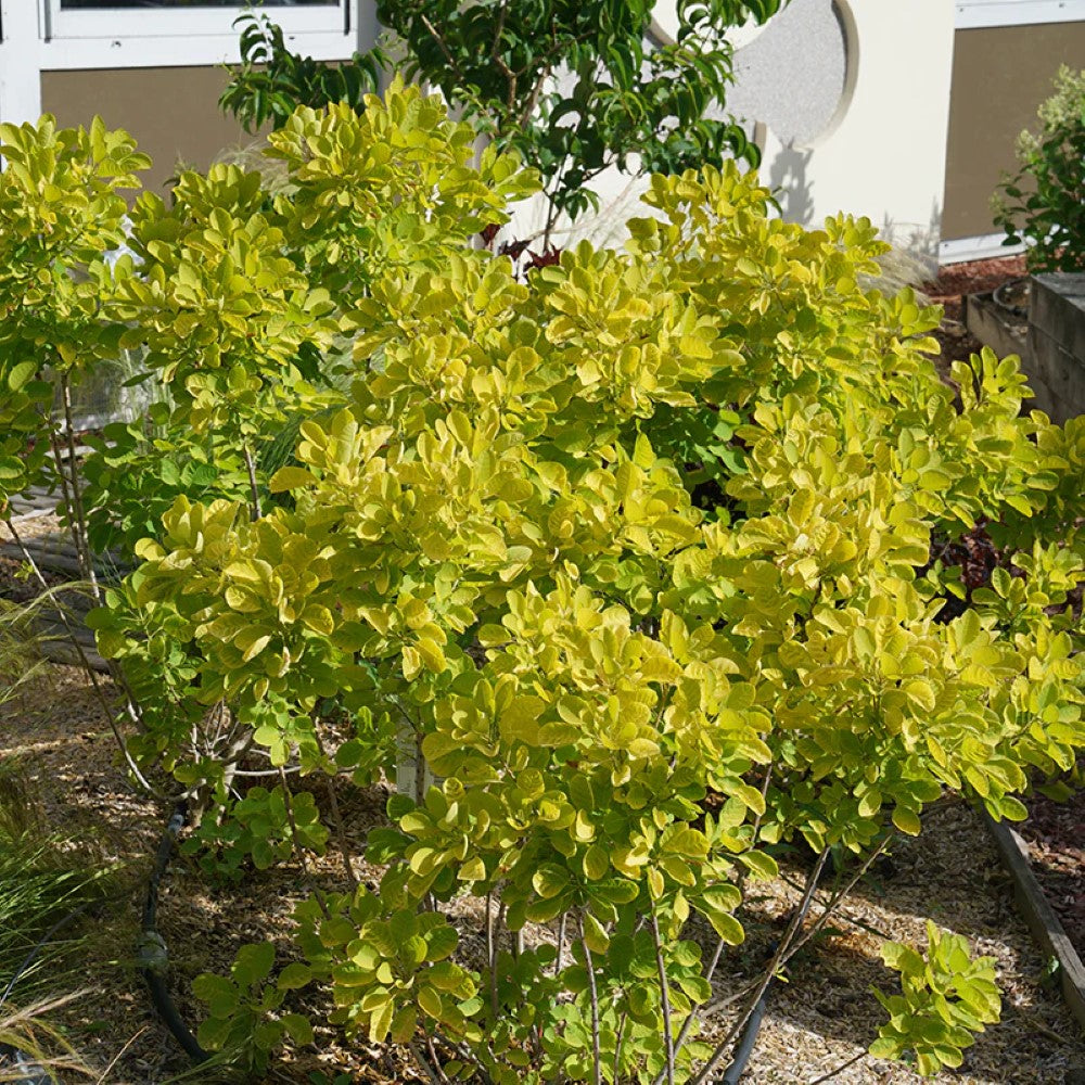 Winecraft Gold Smokebush