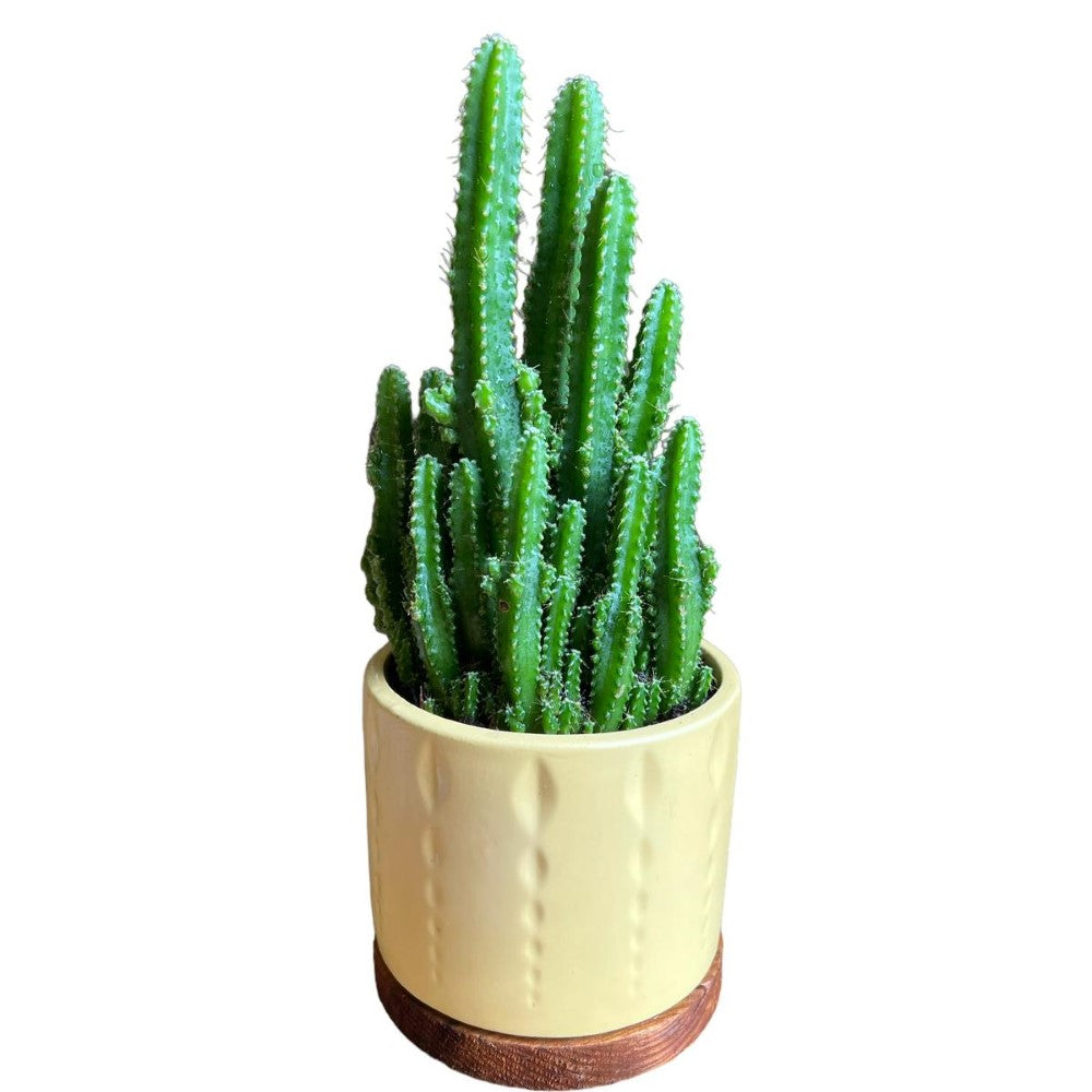 Gorgeous Live Fairy Cactus in Pot of your Choice