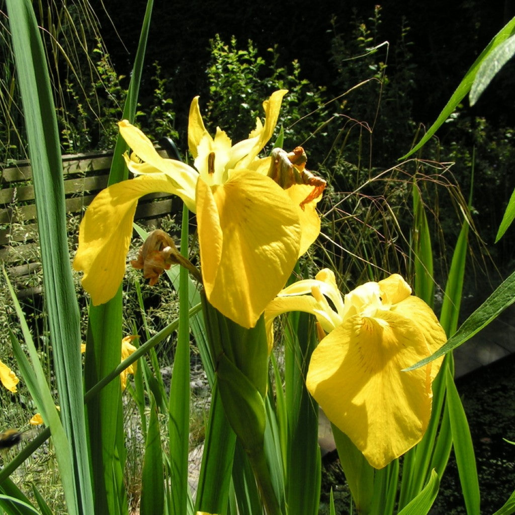 Yellow iris