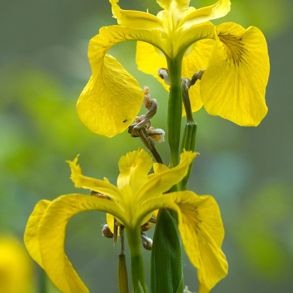 Yellow iris