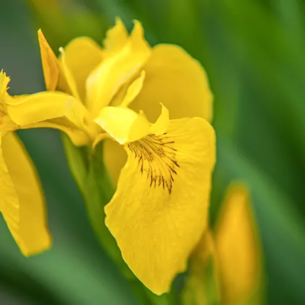 Yellow iris