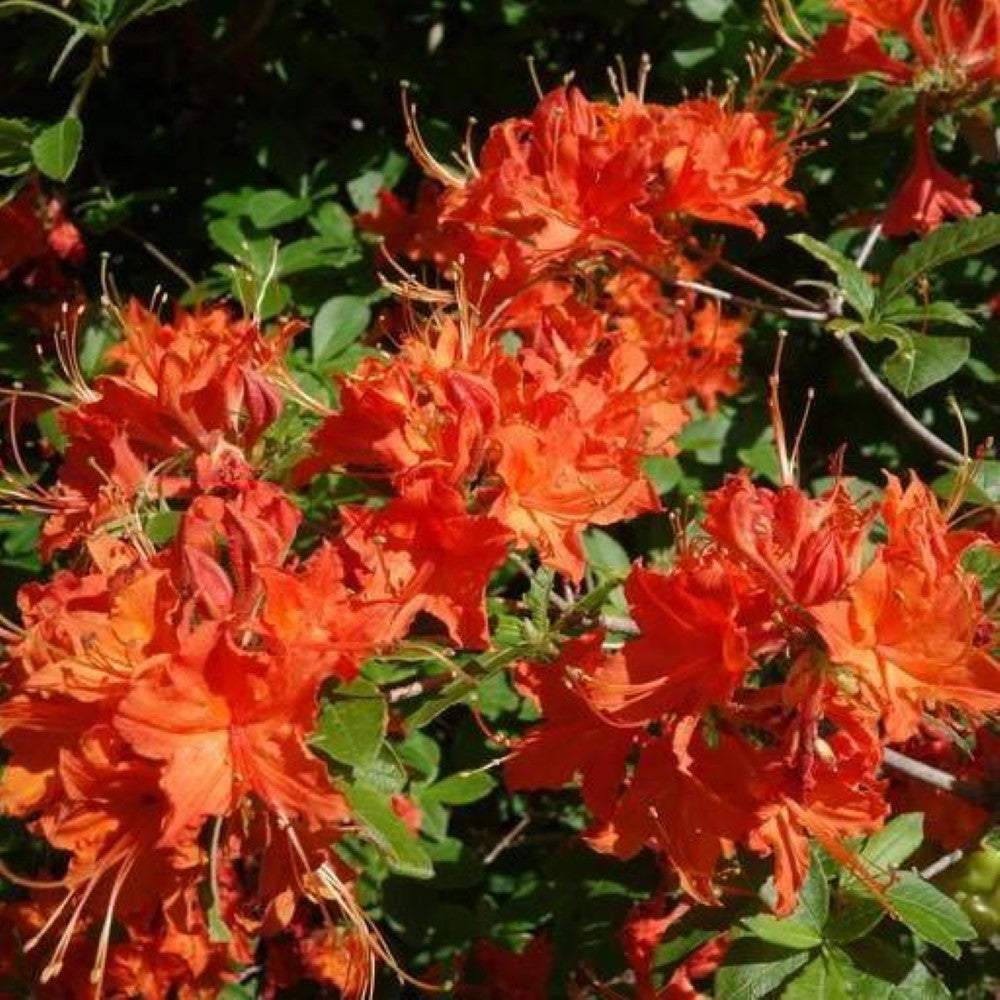 Great Balls of Fire Aromi Azalea