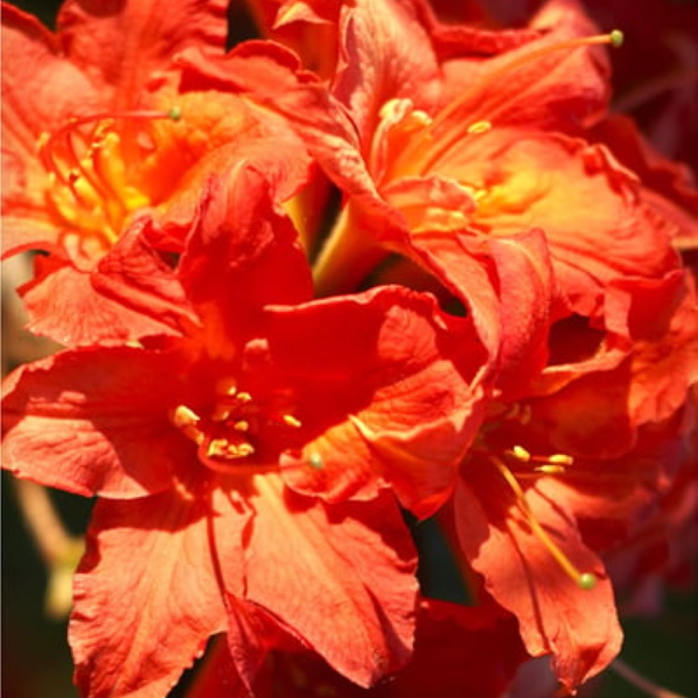 Great Balls of Fire Aromi Azalea