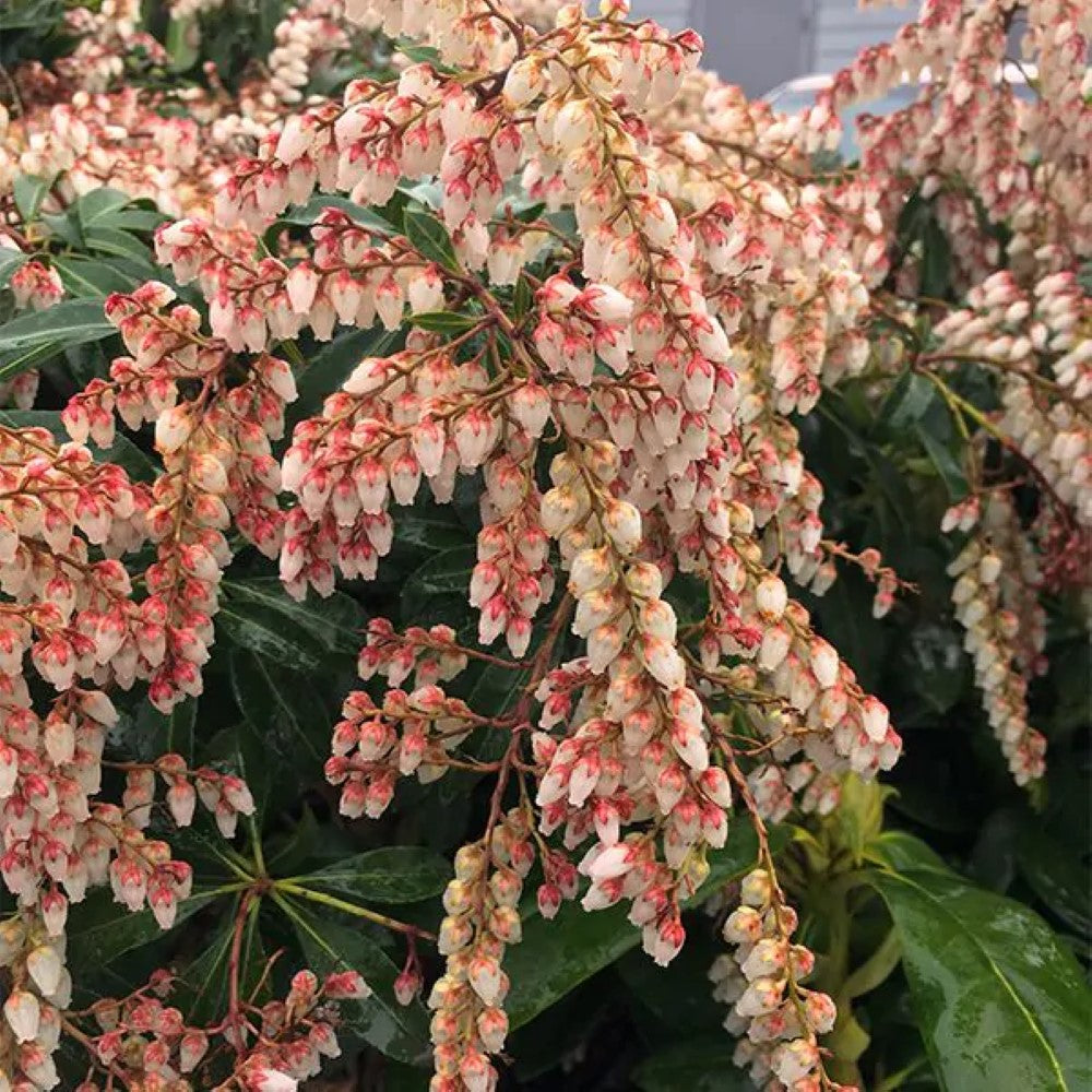 Pieris japonica 'Dorothy Wycoff'