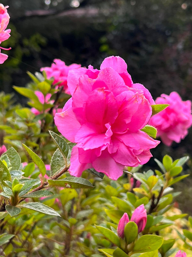 Autumn Carnation Encore Azalea