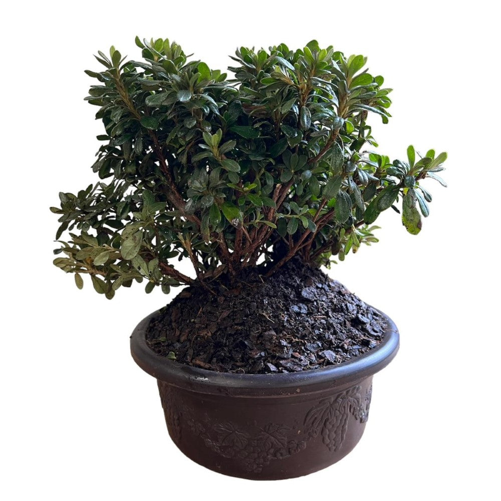 Gorgeous Azalea Bonsai - Live Plant